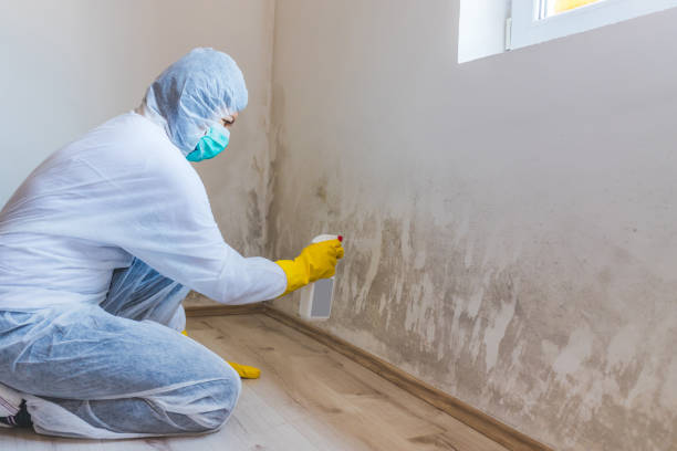 Licensed Basement Mold Remediation service in Brookeville, MD - WQB Mold Removal